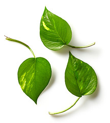 Image showing tropical leaves on white background