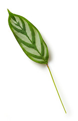 Image showing green tropical leaf