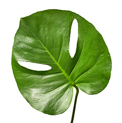 Image showing green tropical leaf