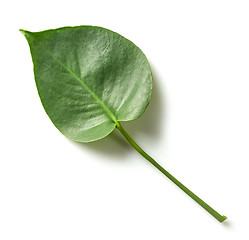 Image showing leaf of monstera plant