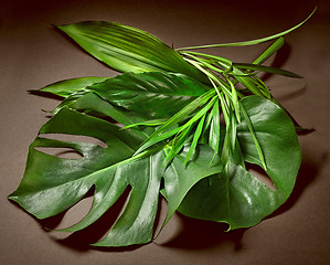 Image showing various tropical leaves