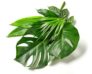 Image showing various tropical leaves 