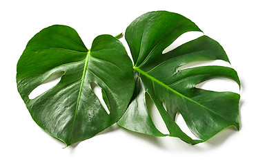 Image showing leaves of monstera plant