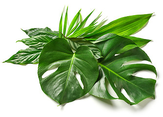 Image showing various tropical leaves 