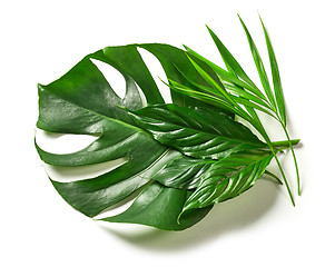 Image showing various tropical leaves 