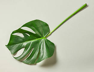 Image showing tropical leaf of Monstera plant