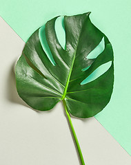 Image showing tropical leaf of Monstera plant