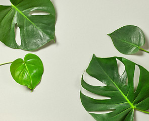 Image showing tropical leaves of Monstera plant