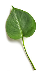 Image showing leaf of monstera plant