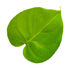 Image showing green tropical leaf 