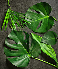 Image showing various tropical leaves