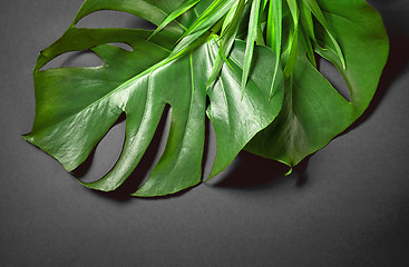 Image showing tropical leaves on dark grey background