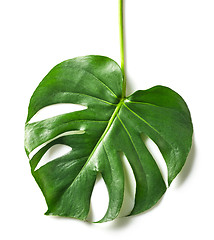 Image showing green tropical leaf 