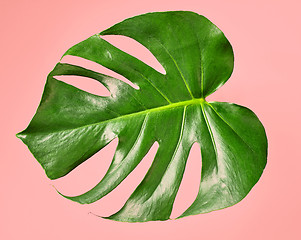 Image showing green tropical leaf