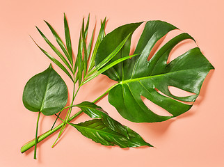 Image showing green tropical leaves