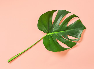 Image showing tropical leaf on pink background