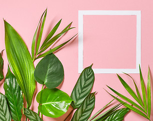 Image showing Tropical leaves and white frame