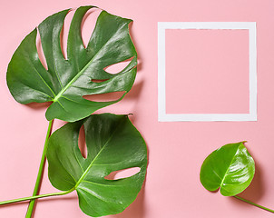 Image showing Tropical leaves of monstera plant