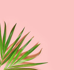 Image showing tropical leaves on pink background