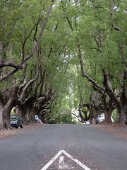 Image showing Tree Crowned Roadway