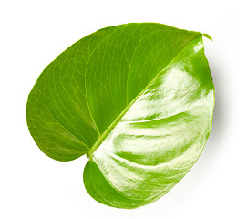 Image showing leaf of monstera plant