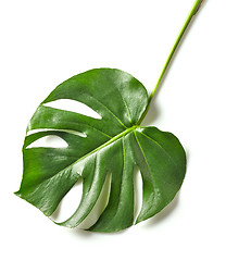 Image showing leaf of monstera plant