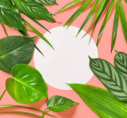 Image showing tropical leaves on pink background