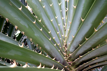 Image showing Pandanus odoratissimus or screw pine thorny green plant