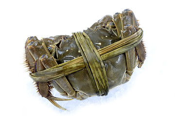 Image showing Raw shanghai hairy crab