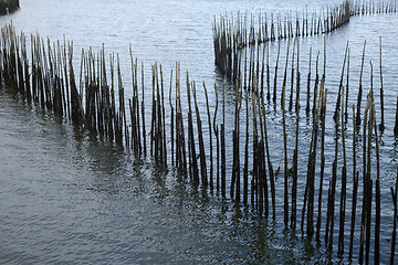 Image showing Bamboo wall in the sea