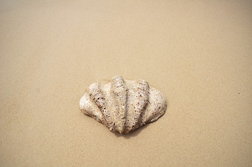 Image showing Shell on the beach