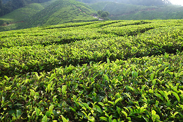 Image showing Tea plantation located in Cameron Highlands