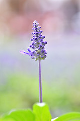 Image showing Blooming blue bugleweeds Ajuga