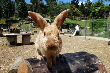 Image showing Cute rabbit in outdoor