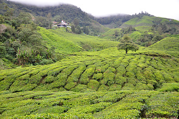 Image showing Tea plantation located in Cameron Highlands