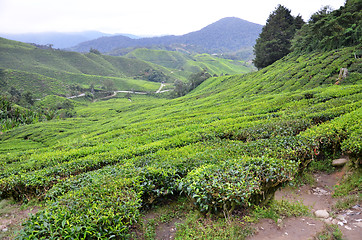 Image showing Tea plantation located in Cameron Highlands