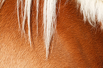 Image showing Brown horse fur background