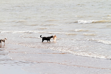 Image showing Playing dogs on the beach 