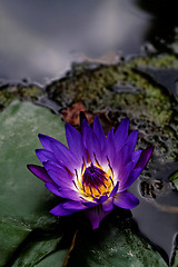 Image showing Lotus flower on the water