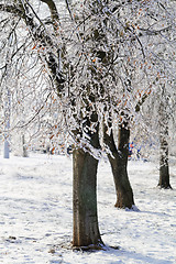 Image showing Trees with snow