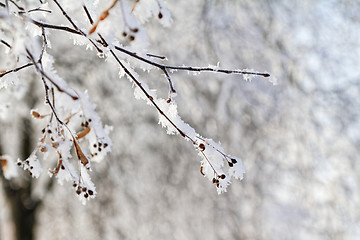 Image showing Branches in snow