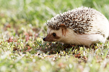 Image showing  African white- bellied hedgehog 