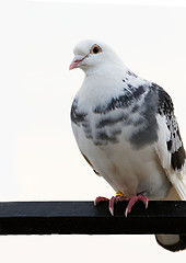 Image showing Gray pigeons