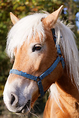 Image showing Portrait of a brown horse