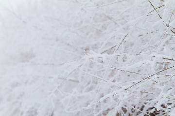 Image showing Branches in snow