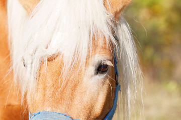 Image showing Portrait of a brown horse