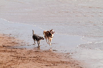 Image showing Playing dogs on the beach 