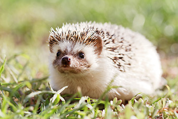 Image showing  African white- bellied hedgehog 