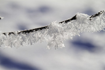 Image showing Branches in snow