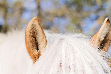 Image showing Portrait of a brown horse